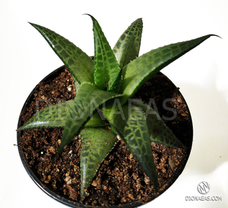 Haworthia tesselata (Хавортия шахматная)