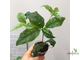 Randia macrantha (Euclinia longiflora) / Рандия макранта (Эуклиния лонгифлора)