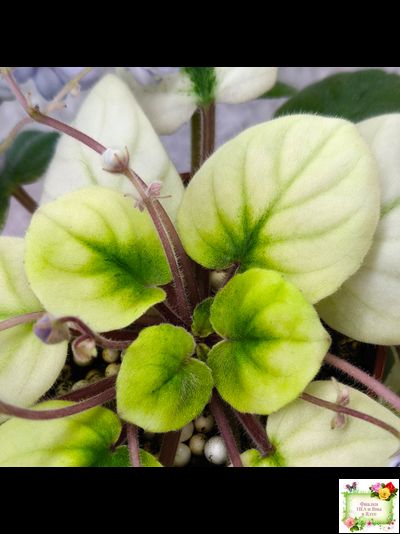 ЛЕ-Хрустальный Водопад Голд (Е. Лебецкая /С. Новгородова) 2018 трейлер