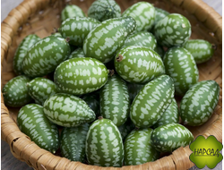МЕЛОТРИЯ. ОГУРЕЦ С АРБУЗНЫМ АРОМАТОМ (рассада)