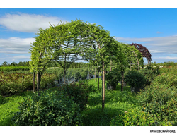 Топиар беседка из Лиственницы Кемпфера