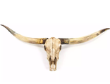 лонгхорн, череп, техасский, бык, буйвол, корова, рога, большие, longhorn, bull, skull, Texas, трофей