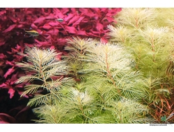 Перистолистник золотой (меристемный) АЗИЯ