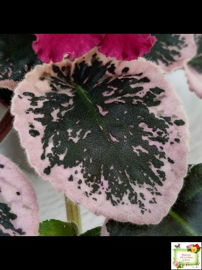 Rivermist Zeeva (J. Baker) (лист с детками укоренённый)