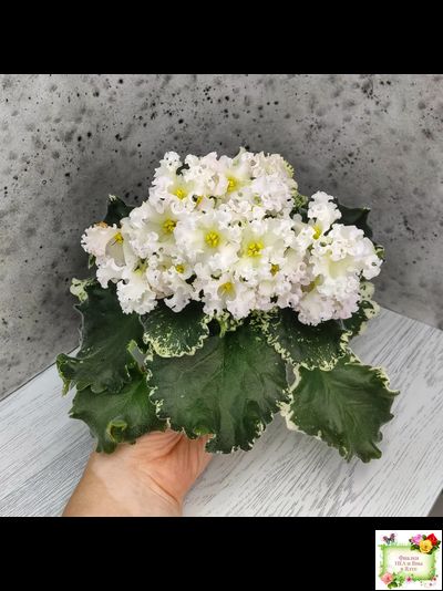 Dn-Macabeo (Д. Денисенко) 2019 г. (укоренённый лист)