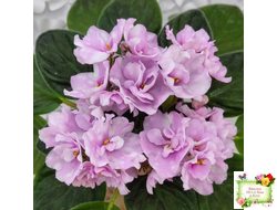 Hunter's Vertigo (K. Muzalewski) (лист укоренённый)