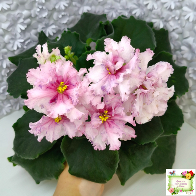 РМ-Ягодный Мармелад (Н.Скорнякова) 2019 г.