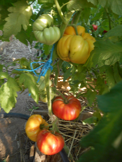 Томат Олимпийский огонь