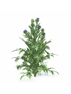 рассада Артишок посевной 3