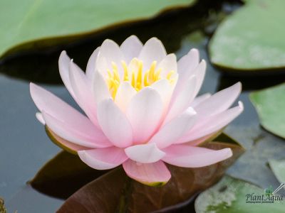 Нимфея У.Б Шоу