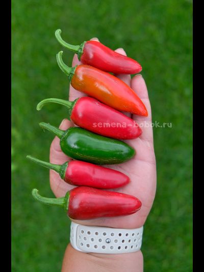 Перец острый Jalapeno Craig's Grande (Халапеньо Крейг Гранд), 10 шт
