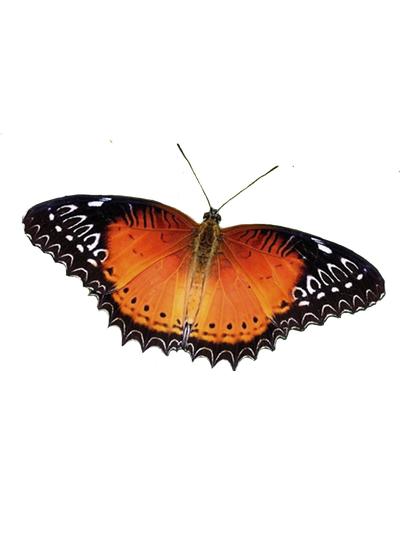 Салют из 3 бабочек