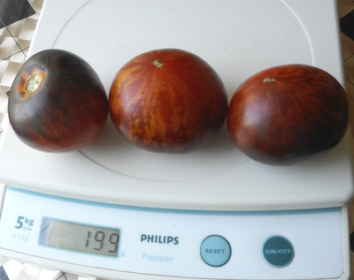 Томат Королева ночи (Koenigin der Nacht)