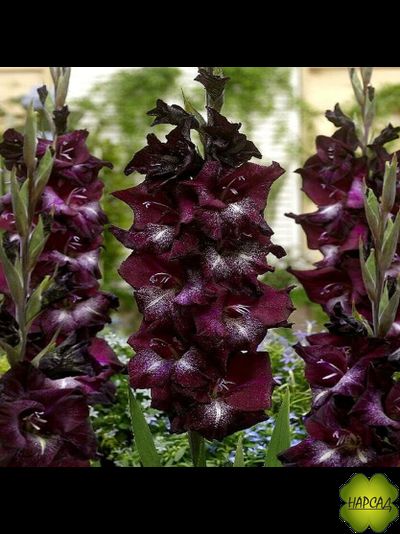 ЛУКОВИЦЫ ГЛАДИОЛУСОВ В АССОРТИМЕНТЕ КРУПНЫЙ РАЗБОР (В НАЛИЧИИ С 1 МАРТА 2024)