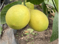 Лимон Мейера