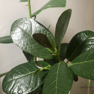 Ficus sp.(T01) Indonesia / Фикус Индонезия природник