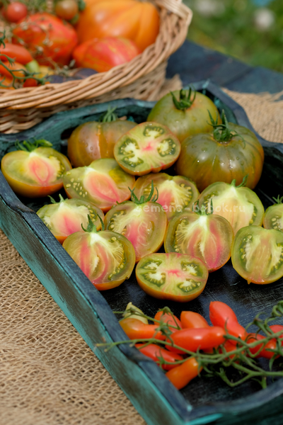 Томат Ярсон 5 Триколор (Jarson 5), 10 шт