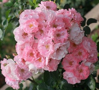 Жак Фаворит (Jacky&#039;s Favorite)ВЕСНА