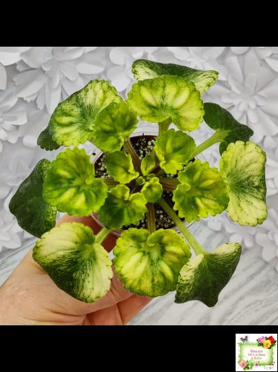 Little Caboose (H. Pittman) (гёрл-лист с кроновой пестролистностью)