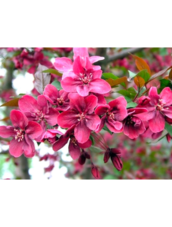 Яблоня декоративная  Хелена