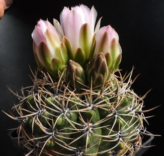 Gymnocalycium achirasense VG-1411 - 5 семян