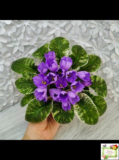 КНН-Крокус (Н. Куриленко) 2022 г. (лист с детками посажен 23.07.25)