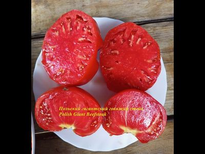 Томат Польский гигантский говяжий стейк (Polish Giant Beefsteak)