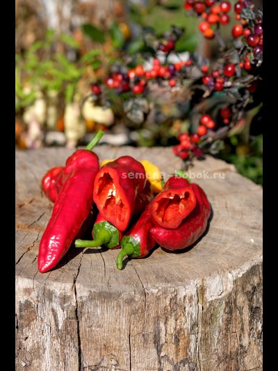 Перец сладкий Дольче Итальяно, 10 шт