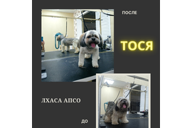 Лхаса апсо ТОСЯ