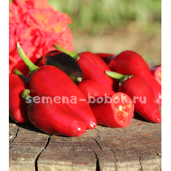 Перец острый Хабанеро пурпурный, 10 шт.