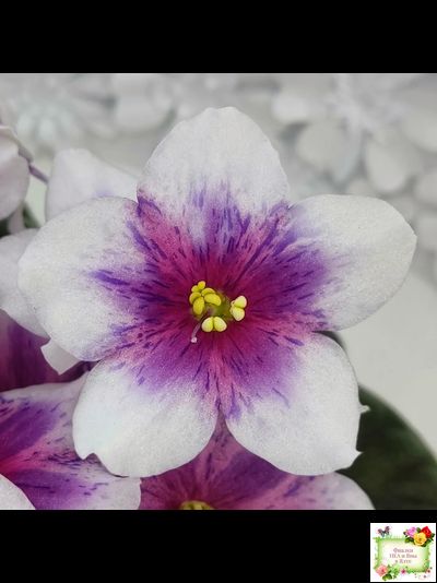 Dn-Райська Насолода (Д.Денисенко) химера (стартер сорт)