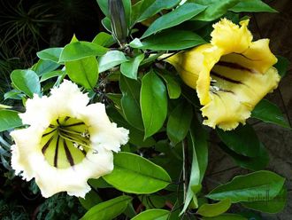 Соландра крупноцветковая / Solandra grandiflora