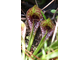 Sarracenia Psittacina | Саррацения Попугайная