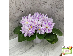 Оленька (Ю.Андрусенко, О.Артёмова) химера (стартер сорт)