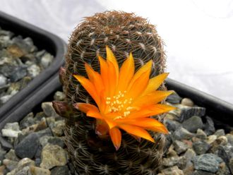 Sulcorebutia losenickyana PK23 - 5 семян