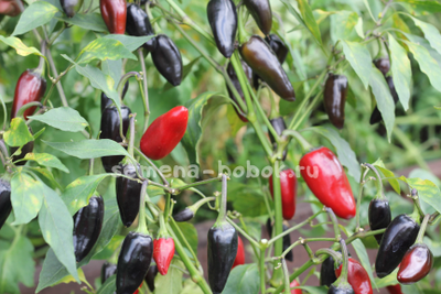 Перец острый Хабанеро пурпурный, 10 шт.