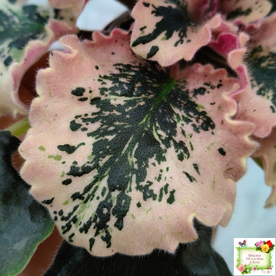 МТ-Пески Времени (М. Тотиева) 2022 г.