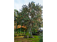 Кипарис Японский, дерево Хиноки (Chamaecyparis obtusa var. formosensis) - 100% натуральное эфирное масло