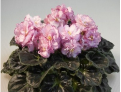 166) РС- Флоренция