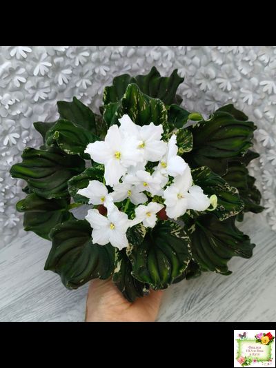 LV-Девятый Вал (Л. Шевелева) 2024 г. трейлер (пестролистный клакамас)