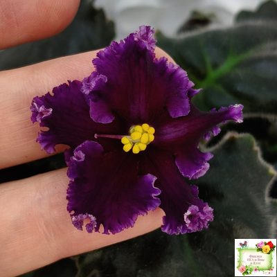 НК-Декамерон (Н.Козак) 2019 г. (лист с деткой посажен 12.07.25)