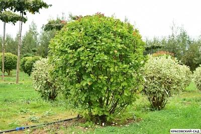 Топиар Ирга Канадская в форме шара