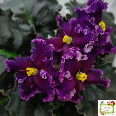 НК-Декамерон (Н.Козак) 2019 г.