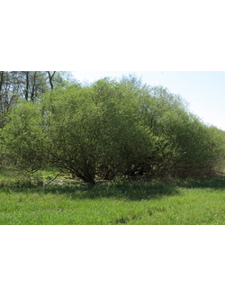 Ива Пурпурная