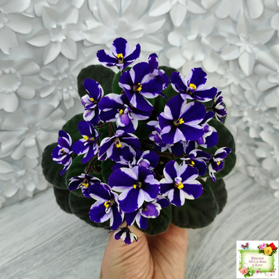 Concord (Horikoshi/Ozaki) (10/03/1992) химера (пасынок укоренённый)