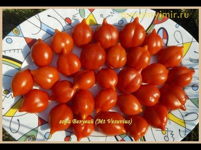 Томат Гора Везувий (Mt.Vesuvius, Mountain Vesuvius)