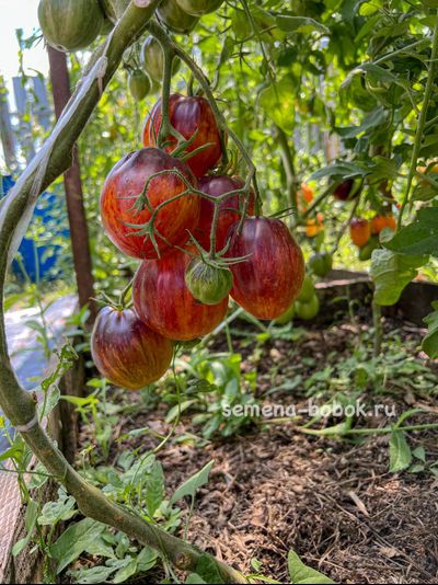 Томат Огненный Тюрбан, 10 шт