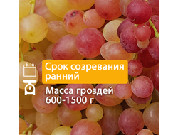 Кишмиш Велес (однолетний)