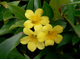 ГЕЛЬЗЕМИУМ КАРОЛИНСКИЙ ЖАСМИН / GELSEMIUM SEMPERVIRENS