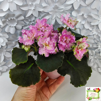 РМ-Саломея (Н. Скорнякова) 2019 г.